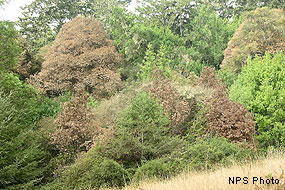 Tan Oaks affected by Sudden Oak Death