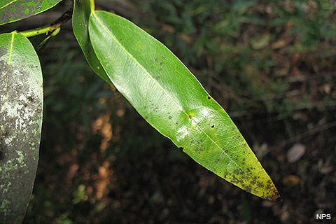 A black substance grows on a slender, spear-shaped green-colored leaf.