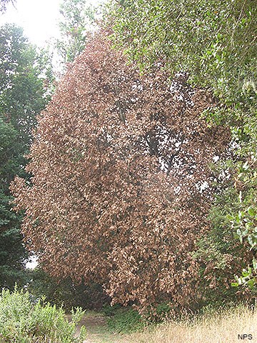 Among different species of trees with green foliage, the leaves of a single moderate-sized tree have turned brown.