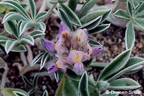 Tidestrom's Lupine © Doreen Smith