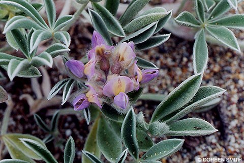A purple flower with yellow and white patches on its banner surrounded by green leaflets.
