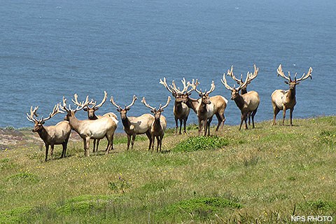 Eleven tan-colored male elk standing with the ocean in the background.