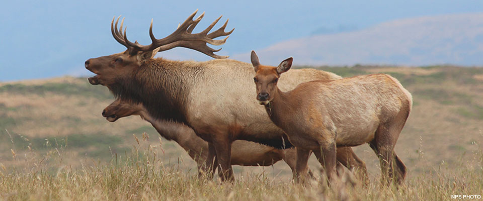 A bull tule elk stretching out its neck and bugling alongside a couple female elk.