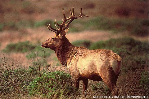 A large tan-colored elk with a large rack of antlers  standing in a grassland.