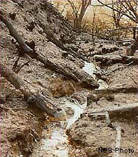 A small stream flowing through a recently burned drainage. Bare soil and charred logs line the creek.
