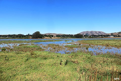 A photograph of green wetland vegetation in the foreground, some open water in the middle distance, and trees and grass covered hills in the far distance. and