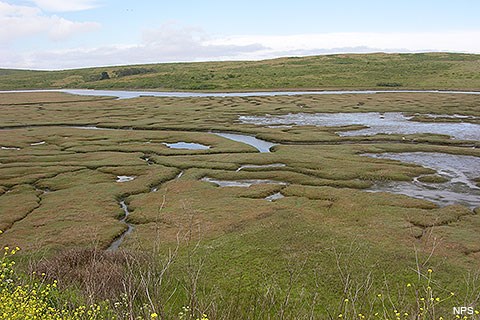 Ribbons of open water snake through wetland vegetation.