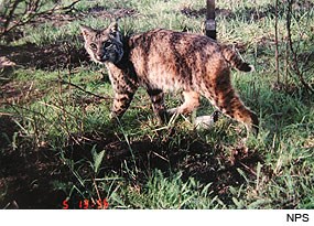 Bobcat. Photo taken by a Wildlife Monitoring Camera.