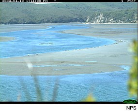 Harbor Seals in Drakes Estero on April 10, 2008. Photo taken by a Wildlife Monitoring Camera.