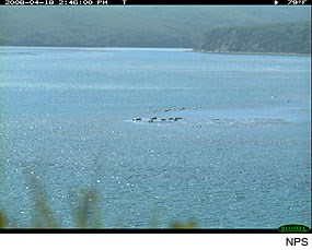 Harbor Seals in Drakes Estero on April 18, 2008. Photo taken by a Wildlife Monitoring Camera.