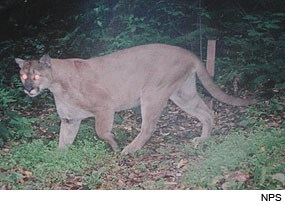 Mountain Lion (Puma concolor). Photo taken by a Wildlife Monitoring Camera.
