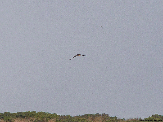 A GIF movie of a bald eagle chasing an osprey until the osprey drops the fish it was carrying at Drakes Estero on July 26, 2015. 