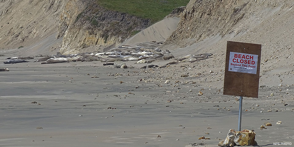 Dozens of elephant seals lie on a sandy beach at the base of sand-colored bluffs beyond a sign that reads "Beach Closed Beyond this Point." Dozens of elephant seals lie on a sandy beach at the base of sand-colored bluffs beyond a sign that reads "Beach Closed Beyond this Point."