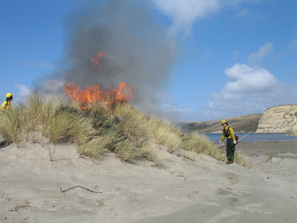Fire fighters performing a controlled burn of European beachgrass. Two wildland fire fighters wearing yellow shirts and helmets light beachgrass on fire in sand dunes.