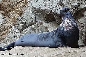 A bull elephant seal on a sandy beach in front of a light-colored rocky cliff face raises its head as it vocalizes.