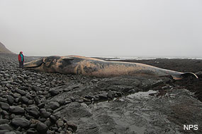 The carcass of a fin whale that washed ashore at Point Reyes in June 2012.