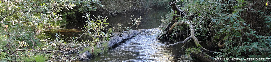 Lagunitas Creek at the proximate location of a proposed winter habitat and floodplain enhancement project site. MMWD. 10/9/15 Lagunitas Creek. A small stream bordered by vegetation. Photo courtesy of Marin Municipal Water District.