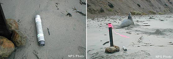 Naval Flare and Elephant Seal on Drakes Beach