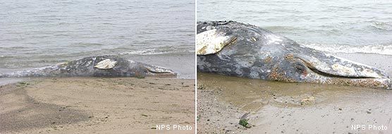 Dead Gray Whale Near Chimney Rock Boathouse