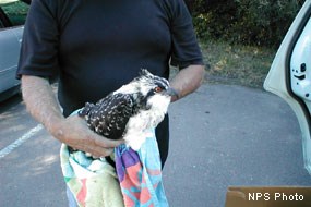 Emaciated and dehydrated immature osprey found on the Bear Valley Trail.