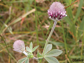 Showy Indian Clover (Trifolium amoenum). Photo credit USFWS.