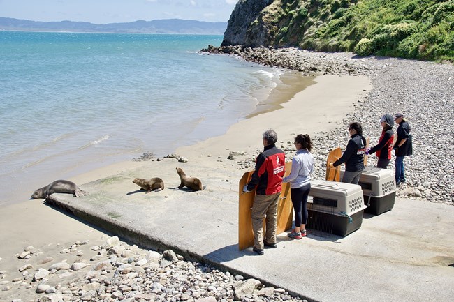 Five people stand with boards and two kennels; three seals are heading back out to sea.
