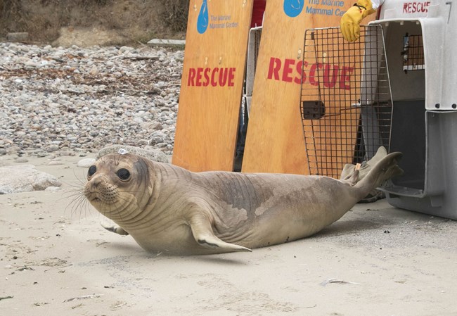 A small gray seal in front of a kennel and two wooden boards that say "Rescue"