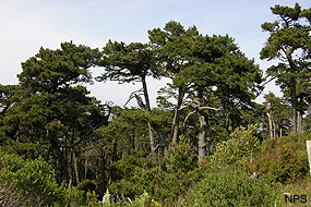 Bishop pine forest landscape. NPS.