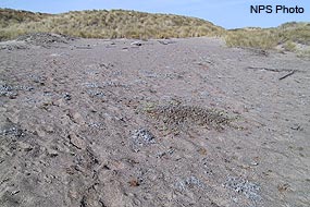 Dune Habitat at Abbotts Lagoon. Native vegetation in foreground. Dunes in background dominated by non-native European beachgrass.