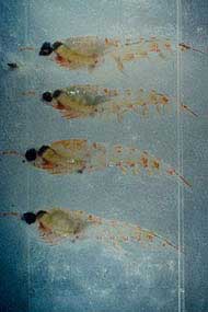 T. Spinifera Krill with phytoplankton in stomach T. Spinifera Krill with phytoplankton in stomach