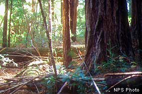 Coast redwood forest at Muir Woods National Monument Coast redwood forest at Muir Woods National Monument
