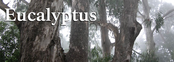 Fire Newsletter: Eucalyptus