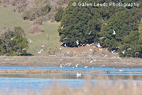 Flock of gulls near Railroad Point. &copy; Galen Leeds Photography