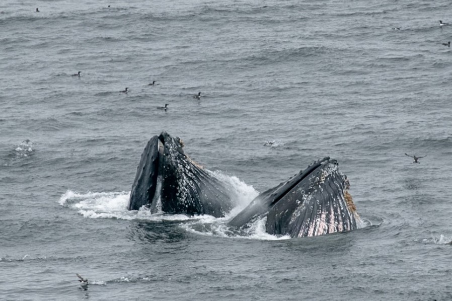 Best Whale-Watching Destinations Around The World
