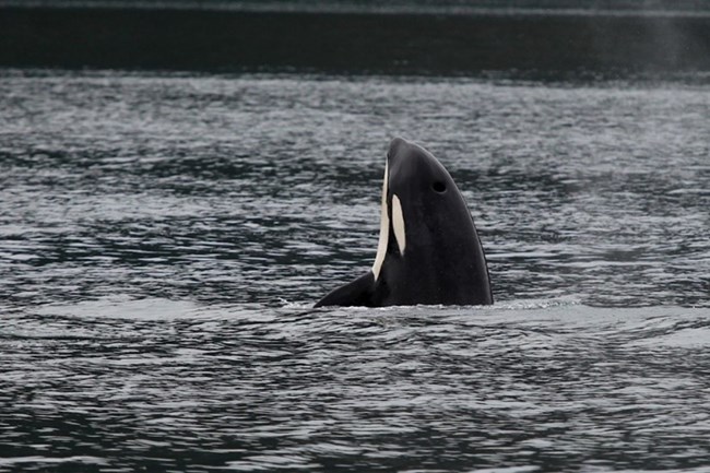 The black and white head of an orca breaks the surface of the water.