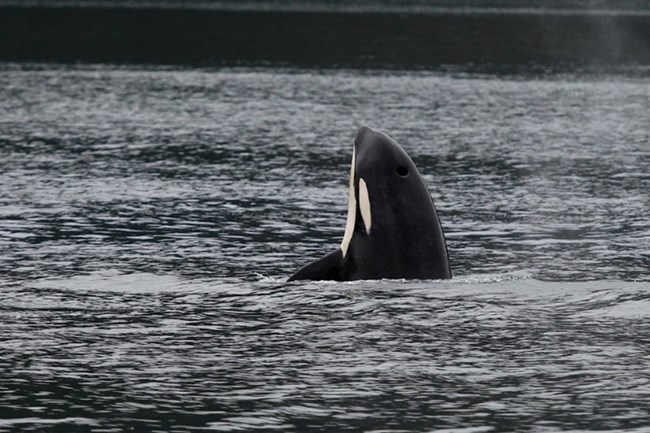 The black and white head of an orca breaks the surface of the water.