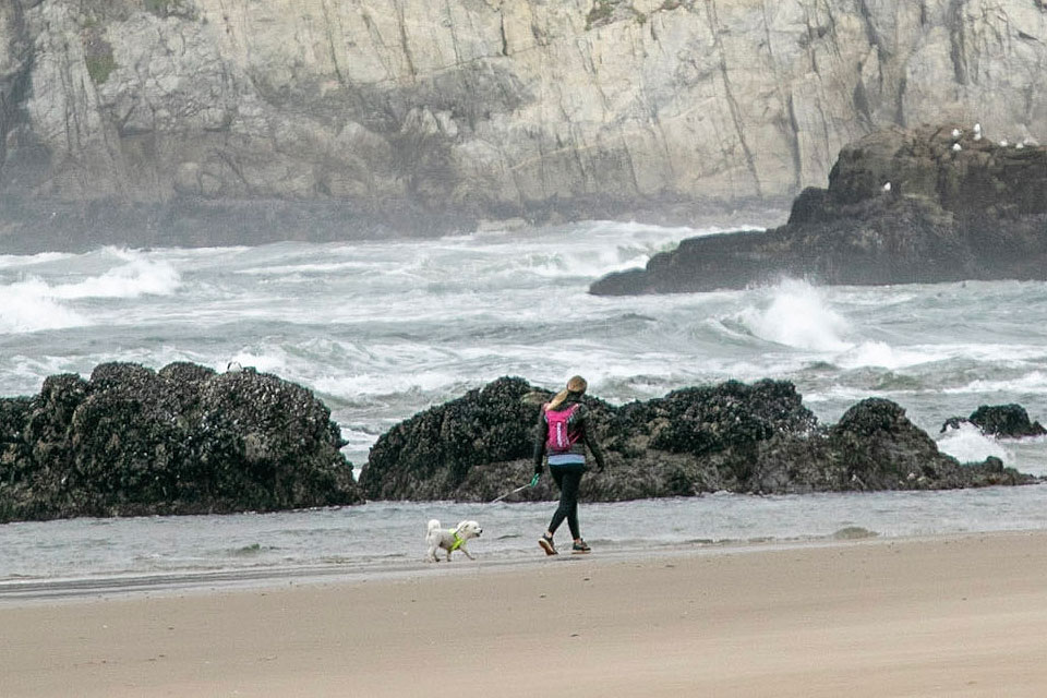 are beaches safe for dogs