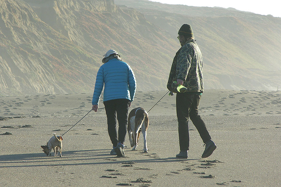 are dogs allowed at point beach