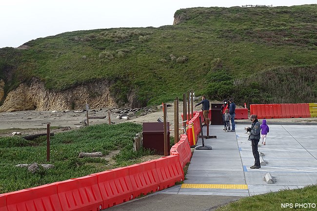 From the edge of a parking lot lined with orange barriers, visitors look at elephant seal pups on a beach.