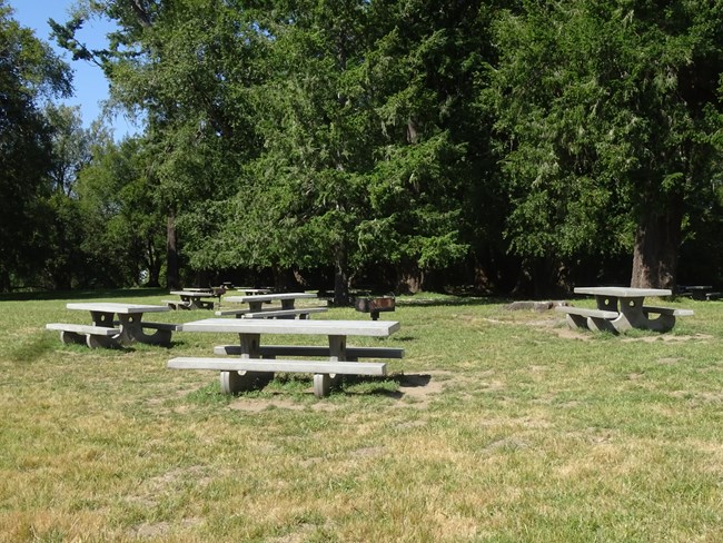Several gray concrete picnic tables along the edge of some trees.
