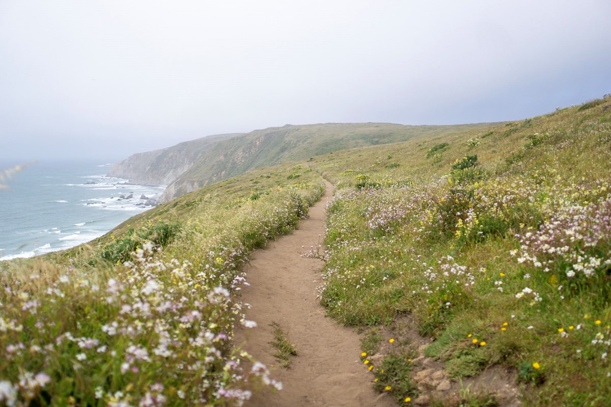 A single-track dirt path through grasses and wildflowers atop a foggy coastal bluff.