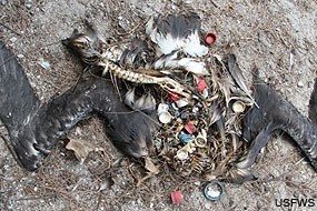 The carcass of an albatross with plastic bottle caps and other bits of plastic spilling out of its chest cavity.