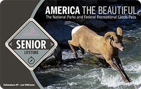 Image of the 2021 Interagency Lifetime Senior Pass, which features a photo of a bighorn ram leaping over creek.