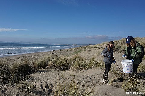 Two volunteers with a bucket and a trash grabber pick up litter in sand dunes at Limantour Beach.