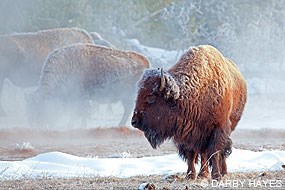 A photo of an American bison standing on a snowy morning with other bison visible through the mist in the distance.