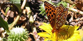 An orange-colored, black-spotted butterfly sits on a yellow flower.