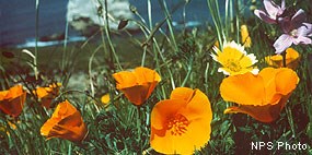 Medium-sized orange flowers with the ocean and a seastack in the background.