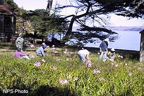 Five volunteers removing cape ivy with trees and a bay in the background.