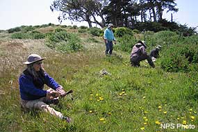 Invasive Weeds Awareness Weeks - Point Reyes National Seashore (U.S ...