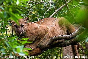 A mountain lion on a tree limb, partially shrounded by leaves.